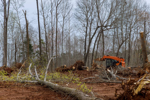 How Our Tree Care Process Works  in  Sand Hill, PA