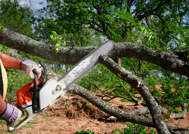 Best Lot and Land Clearing  in Sand Hill, PA